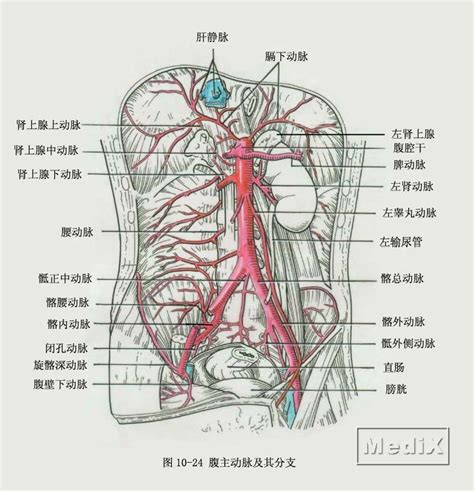 腹主動脈分支口訣|【腹主動脈分支口訣】護理師國考必勝！解鎖腹主動脈分支口訣，。